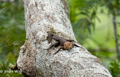 Uracentron flaviceps