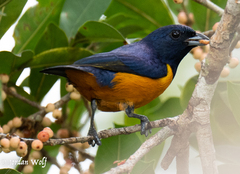 Euphonia rufiventris