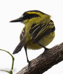 Todirostrum chrysocrotaphum