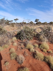 Eucalyptus youngiana