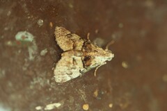 Macalla glastianalis