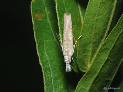 Culladia hastiferalis