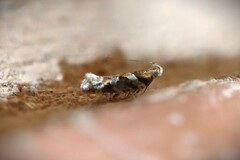 Aristotelia devexella