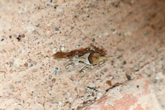 Aristotelia devexella