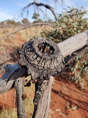 Eucalyptus youngiana