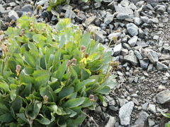 Senecio amplectens