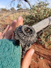 Eucalyptus youngiana