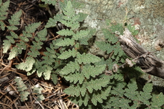 Myriopteris gracilis image