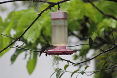 Heliomaster longirostris