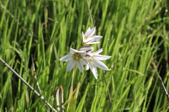 Tristagma bivalve