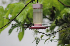 Heliomaster longirostris