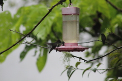 Heliomaster longirostris