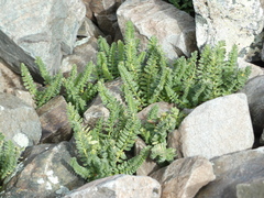 Polemonium confertum