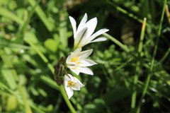 Tristagma bivalve
