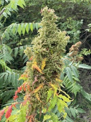 Eriophyes rhoinus