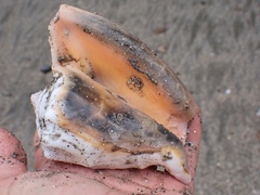 Lobatus peruvianus