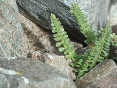 Polemonium confertum