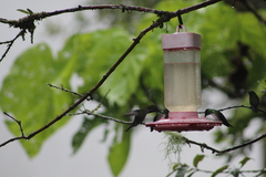 Heliomaster longirostris