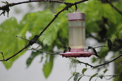 Heliomaster longirostris