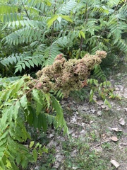 Eriophyes rhoinus