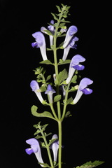 Scutellaria mellichampii