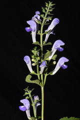 Scutellaria mellichampii