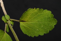 Scutellaria mellichampii