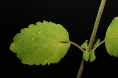 Scutellaria mellichampii