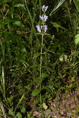 Scutellaria mellichampii