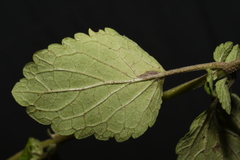 Scutellaria mellichampii