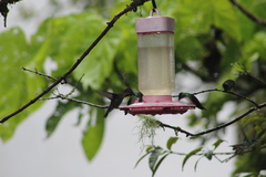 Heliomaster longirostris