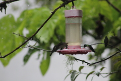 Heliomaster longirostris