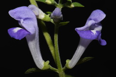 Scutellaria mellichampii