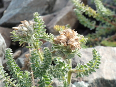 Polemonium confertum