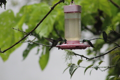 Heliomaster longirostris