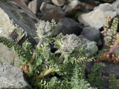 Polemonium confertum