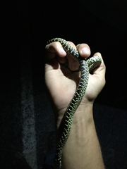 Lampropeltis splendida