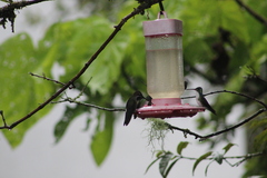 Heliomaster longirostris