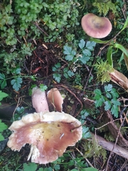 Russula occidentalis