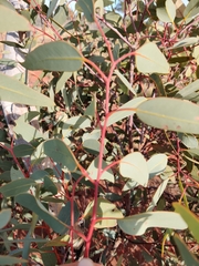Eucalyptus youngiana