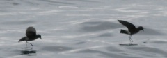 Oceanites gracilis