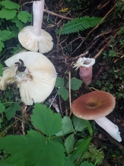 Russula occidentalis