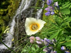 Calochortus subalpinus