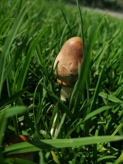 Agaricaceae