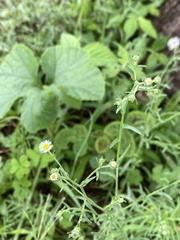 Psilactis brevilingulata