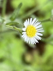 Psilactis brevilingulata