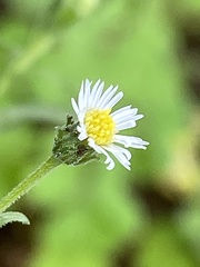 Psilactis brevilingulata