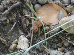 Mellilla xanthometata