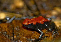 Splash-Backed Poison Frog photo 1