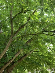 Pterocarya fraxinifolia